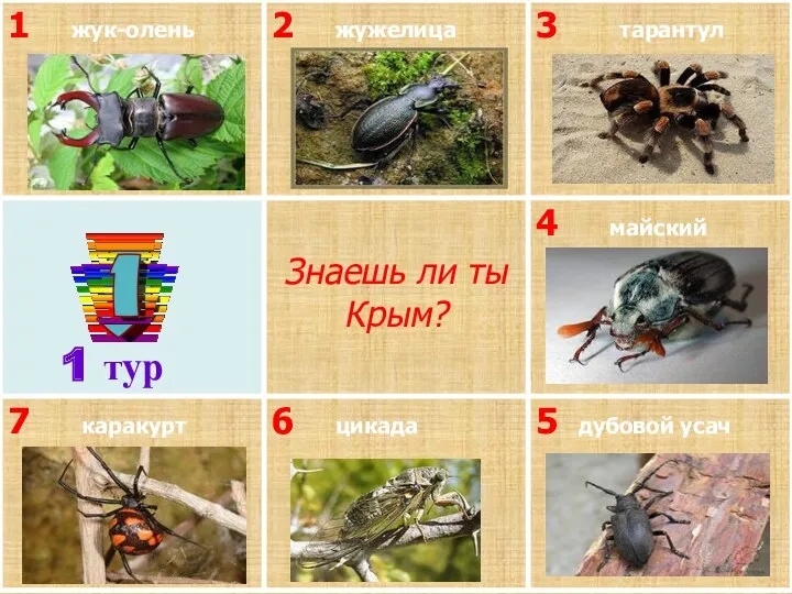 1 тур