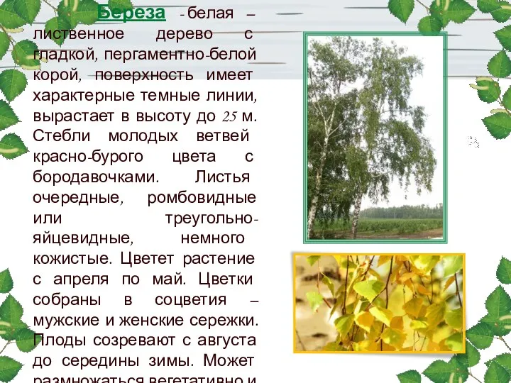 Береза - белая – лиственное дерево с гладкой, пергаментно-белой корой,