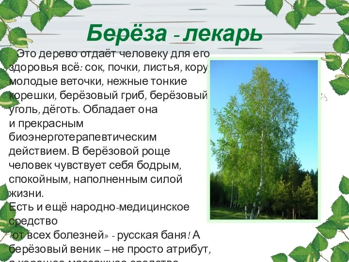 Берёза - лекарь Это дерево отдаёт человеку для его здоровья