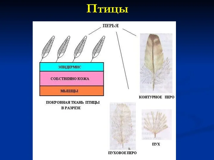 Птицы