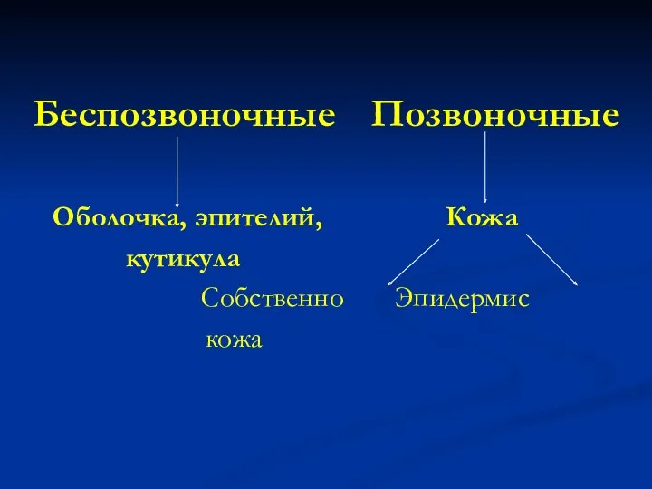 Беспозвоночные Позвоночные Оболочка, эпителий, Кожа кутикула Собственно Эпидермис кожа