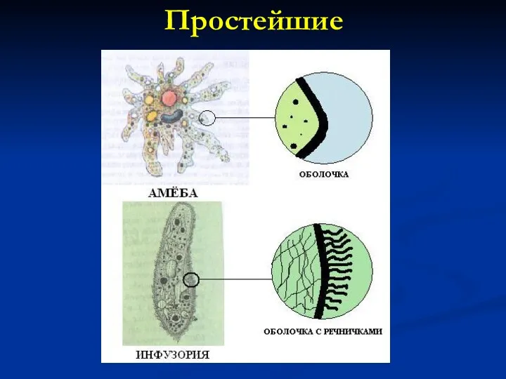 Простейшие