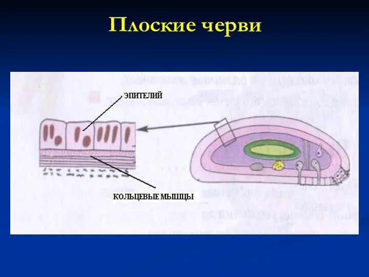 Плоские черви