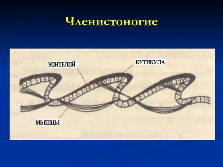 Членистоногие