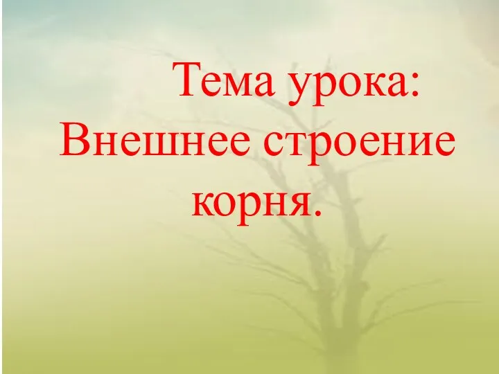 Тема урока: Внешнее строение корня.