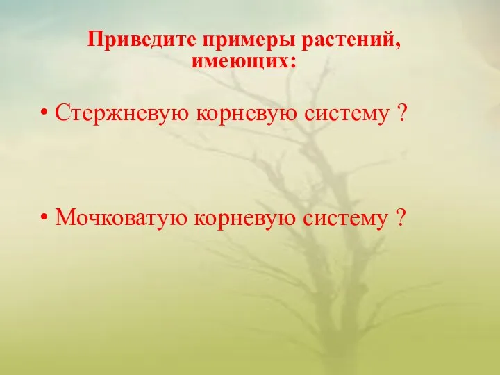 Приведите примеры растений, имеющих: Стержневую корневую систему ? Мочковатую корневую систему ?