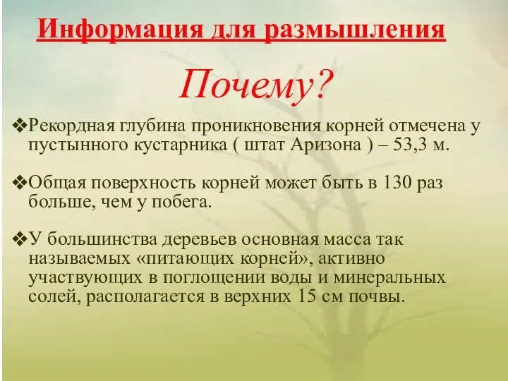 Почему? Информация для размышления Рекордная глубина проникновения корней отмечена у