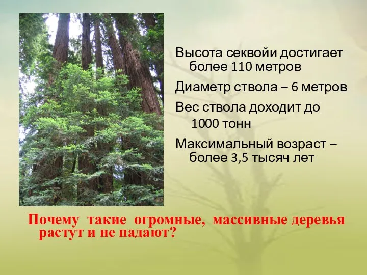 Почему такие огромные, массивные деревья растут и не падают? Высота секвойи достигает более