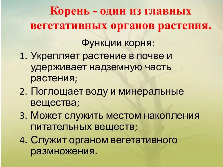 Корень - один из главных вегетативных органов растения. Функции корня: Укрепляет растение в