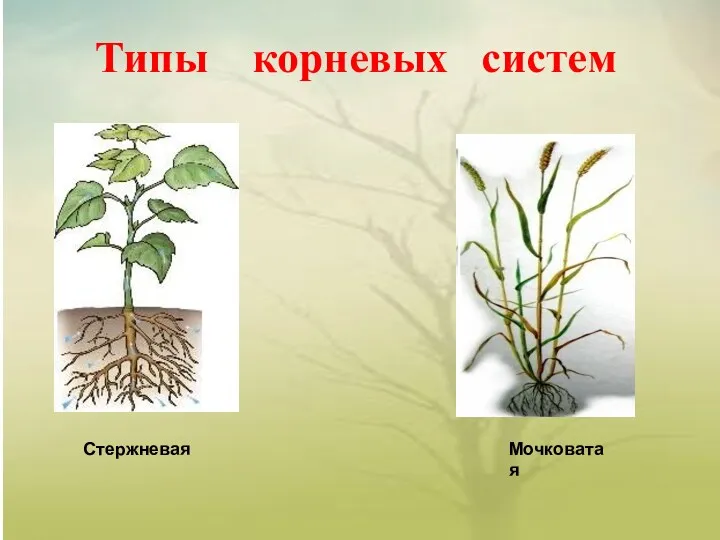 Типы корневых систем Стержневая Мочковатая