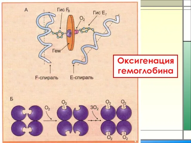 Оксигенация гемоглобина