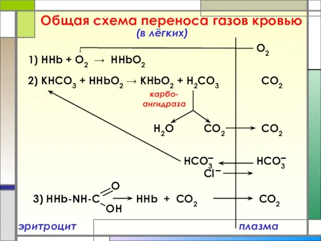 Общая схема переноса газов кровью плазма (в лёгких) 1) ННb