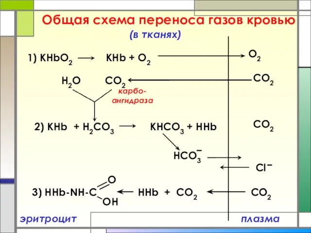 Общая схема переноса газов кровью плазма (в тканях) 1) КHbO2