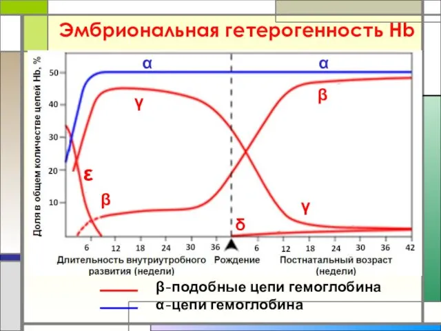 Эмбриональная гетерогенность Нb β-подобные цепи гемоглобина α-цепи гемоглобина γ α α β β δ γ ε