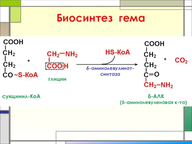Биосинтез гема + + δ-аминолевулинат-синтаза сукцинил-КоА δ-АЛК (δ-аминолевуленовая к-та) глицин