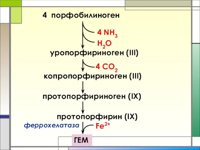 4 порфобилиноген 4 NH3 H2O уропорфириноген (III) копропорфириноген (III) протопорфириноген