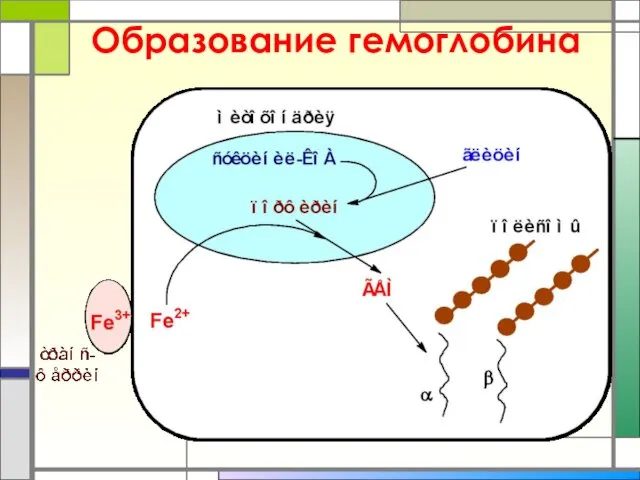 Образование гемоглобина