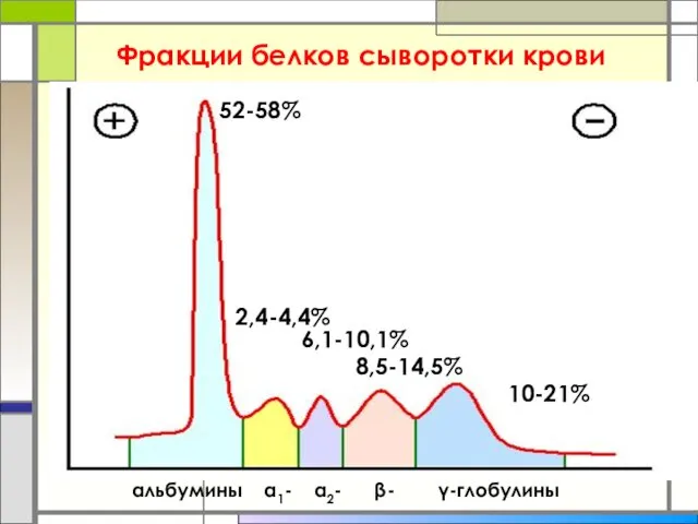 Фракции белков сыворотки крови 52-58% 2,4-4,4% 6,1-10,1% 8,5-14,5% 10-21% альбумины α1- α2- β- γ-глобулины