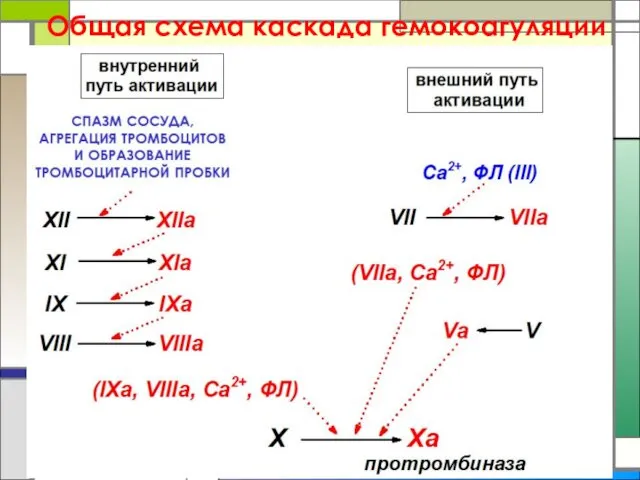 Общая схема каскада гемокоагуляции