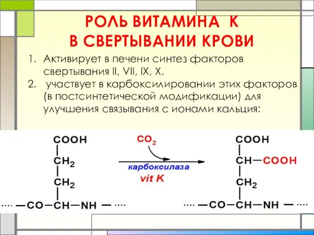 РОЛЬ ВИТАМИНА К В СВЕРТЫВАНИИ КРОВИ Активирует в печени синтез