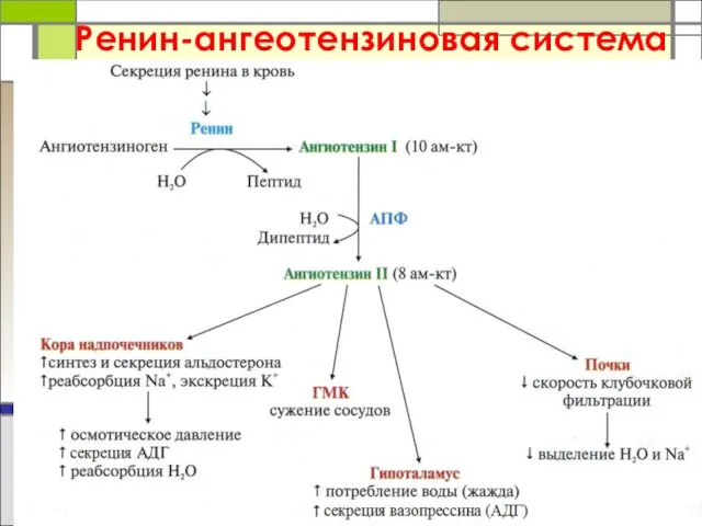 Ренин-ангеотензиновая система