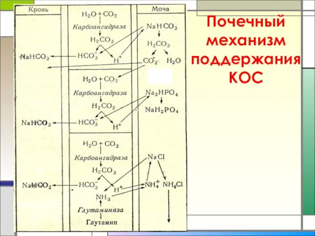 Почечный механизм поддержания КОС