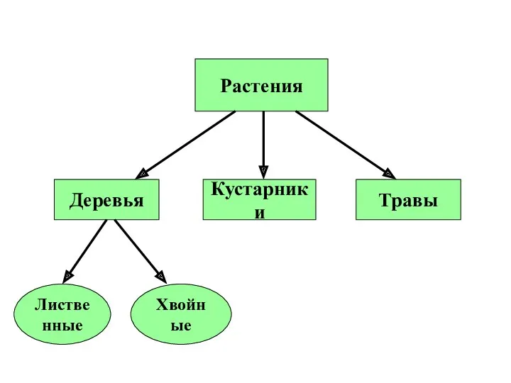 Растения Деревья Кустарники Травы Лиственные Хвойные