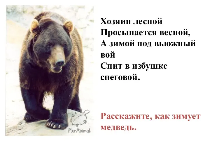 Хозяин лесной Просыпается весной, А зимой под вьюжный вой Спит в избушке снеговой.