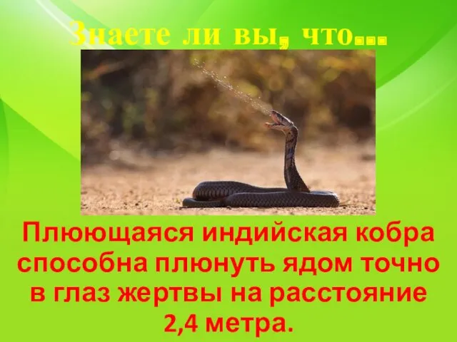 Знаете ли вы, что… Плюющаяся индийская кобра способна плюнуть ядом точно в глаз