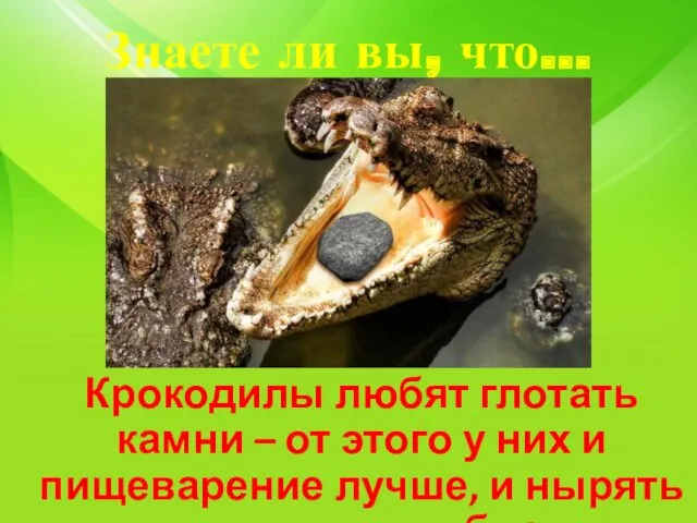 Знаете ли вы, что… Крокодилы любят глотать камни – от этого у них