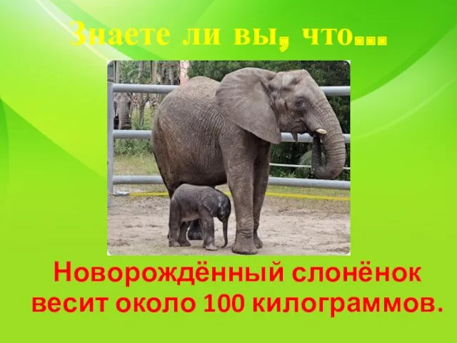 Знаете ли вы, что… Новорождённый слонёнок весит около 100 килограммов.