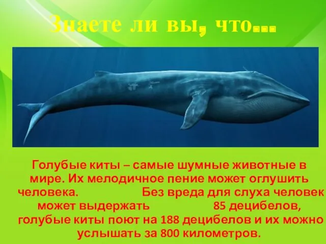 Знаете ли вы, что… Голубые киты – самые шумные животные в мире. Их