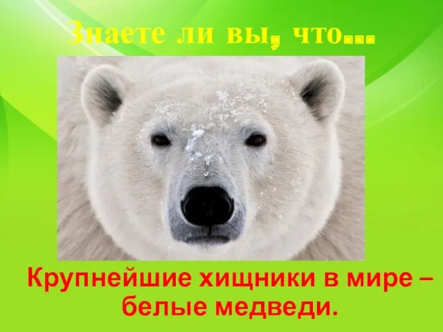Знаете ли вы, что… Крупнейшие хищники в мире – белые медведи.