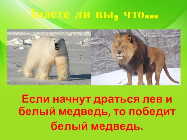 Знаете ли вы, что… Если начнут драться лев и белый медведь, то победит белый медведь.