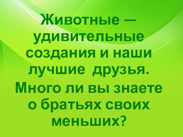 Животные — удивительные создания и наши лучшие друзья. Много ли вы знаете о братьях своих меньших?