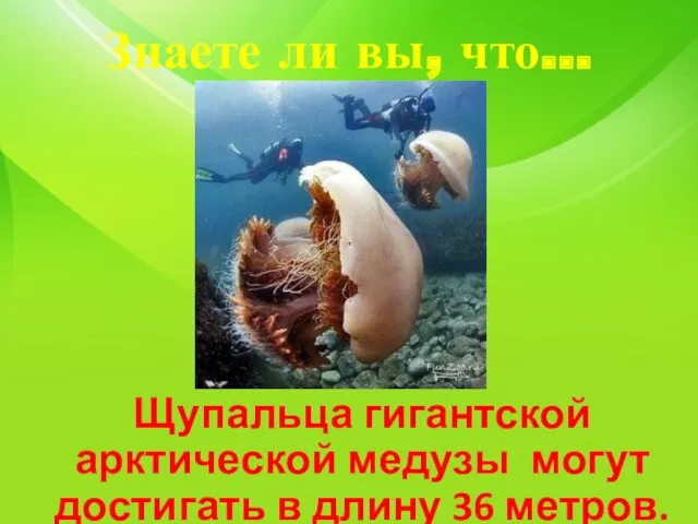 Знаете ли вы, что… Щупальца гигантской арктической медузы могут достигать в длину 36 метров.