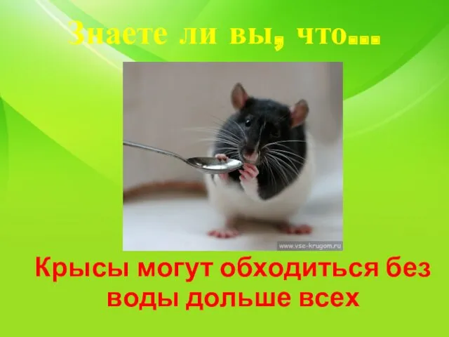 Знаете ли вы, что… Крысы могут обходиться без воды дольше всех