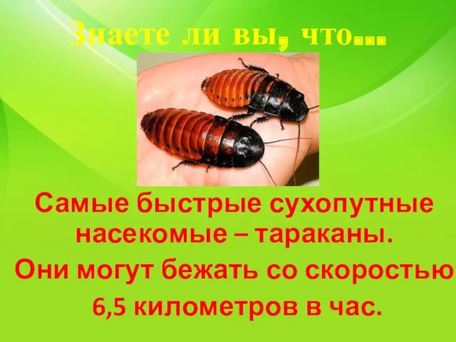 Знаете ли вы, что… Самые быстрые сухопутные насекомые – тараканы. Они могут бежать