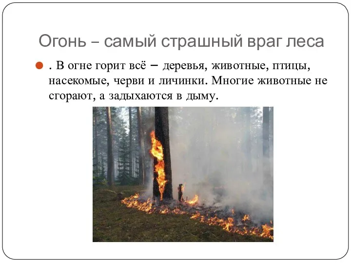 Огонь – самый страшный враг леса . В огне горит всё – деревья,