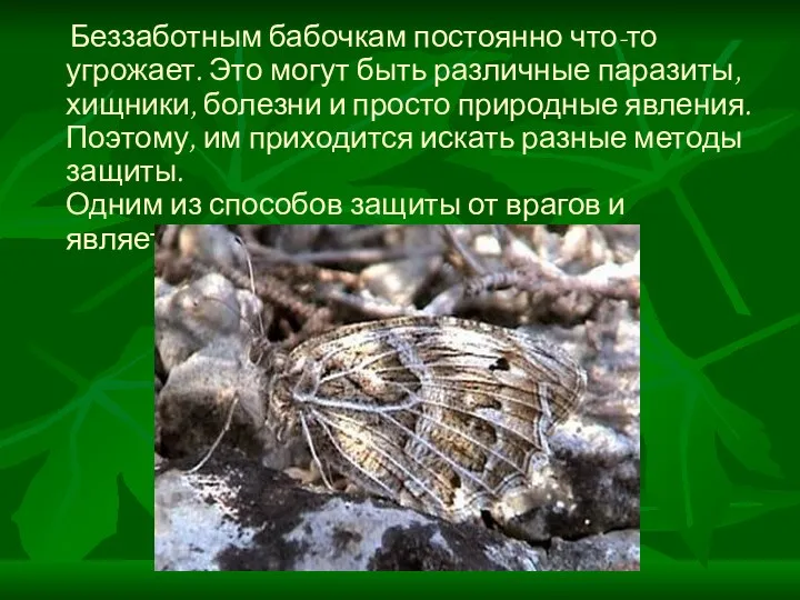 Беззаботным бабочкам постоянно что-то угрожает. Это могут быть различные паразиты,