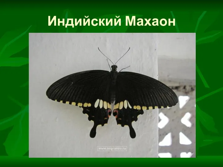 Индийский Махаон