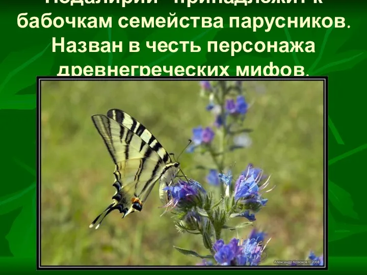 Подалирий - принадлежит к бабочкам семейства парусников. Назван в честь персонажа древнегреческих мифов.