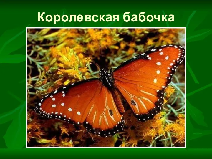 Королевская бабочка