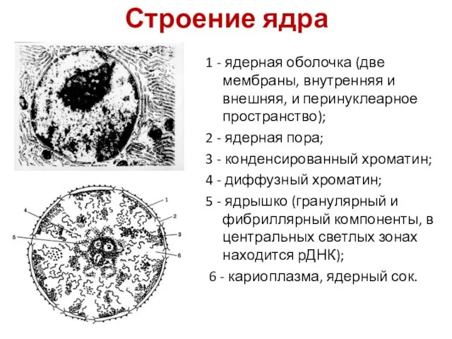 Строение ядра 1 - ядерная оболочка (две мембраны, внутренняя и