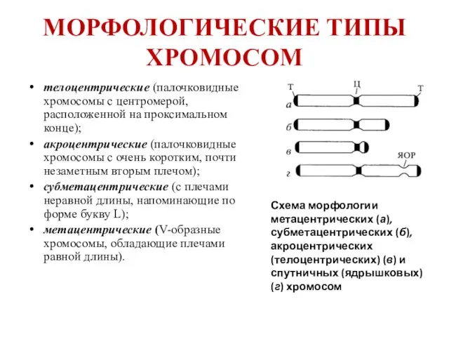 МОРФОЛОГИЧЕСКИЕ ТИПЫ ХРОМОСОМ телоцентрические (палочковидные хромосомы с центромерой, расположенной на