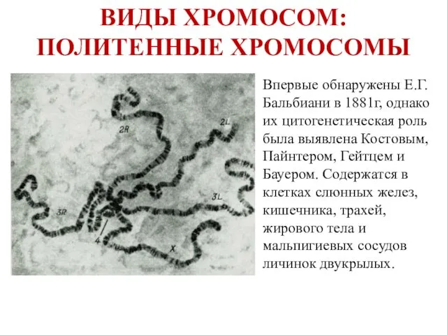 ВИДЫ ХРОМОСОМ: ПОЛИТЕННЫЕ ХРОМОСОМЫ Гигантские хромосомы из клеток слюнной железы