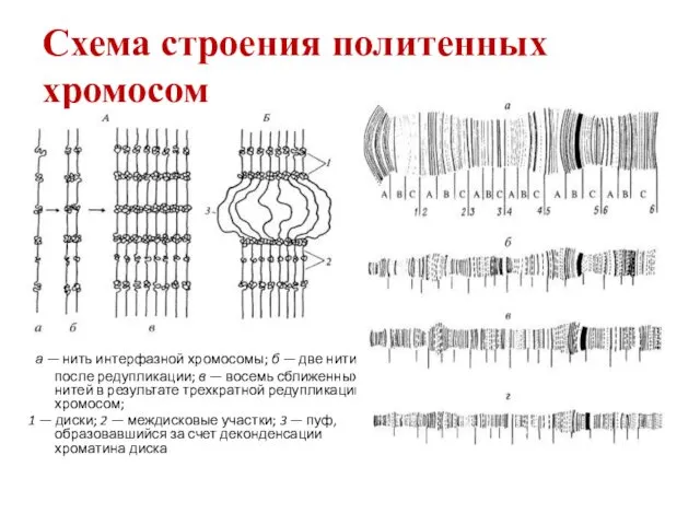 Схема строения политенных хромосом а — нить интерфазной хромосомы; б