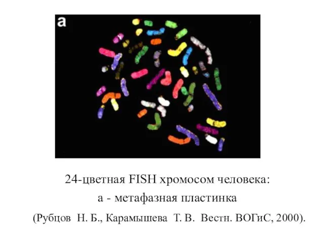 24-цветная FISH хромосом человека: a - метафазная пластинка (Рубцов Н.