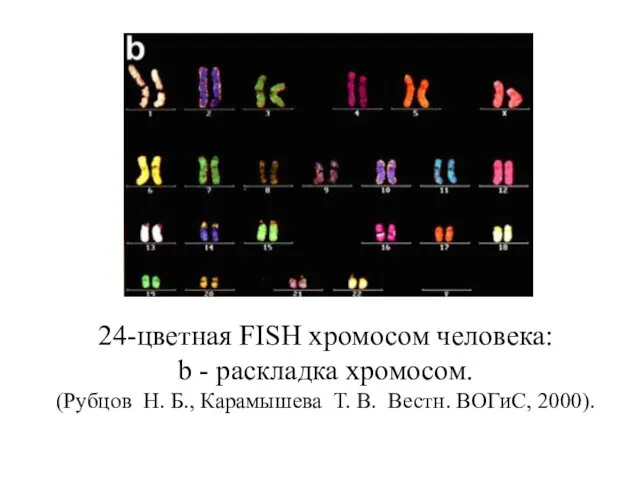 24-цветная FISH хромосом человека: b - pаскладка хромосом. (Рубцов Н.