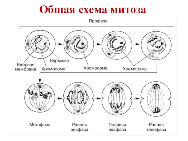 Общая схема митоза